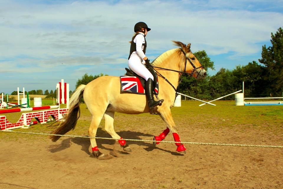 Fjordhest Sirocco billede 7