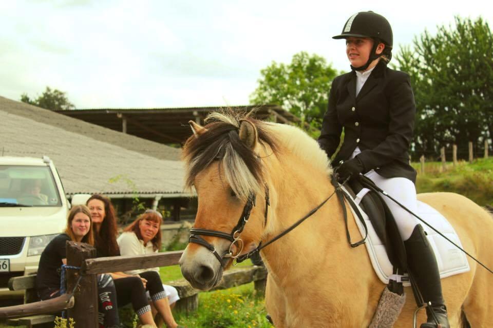 Fjordhest Sirocco billede 4