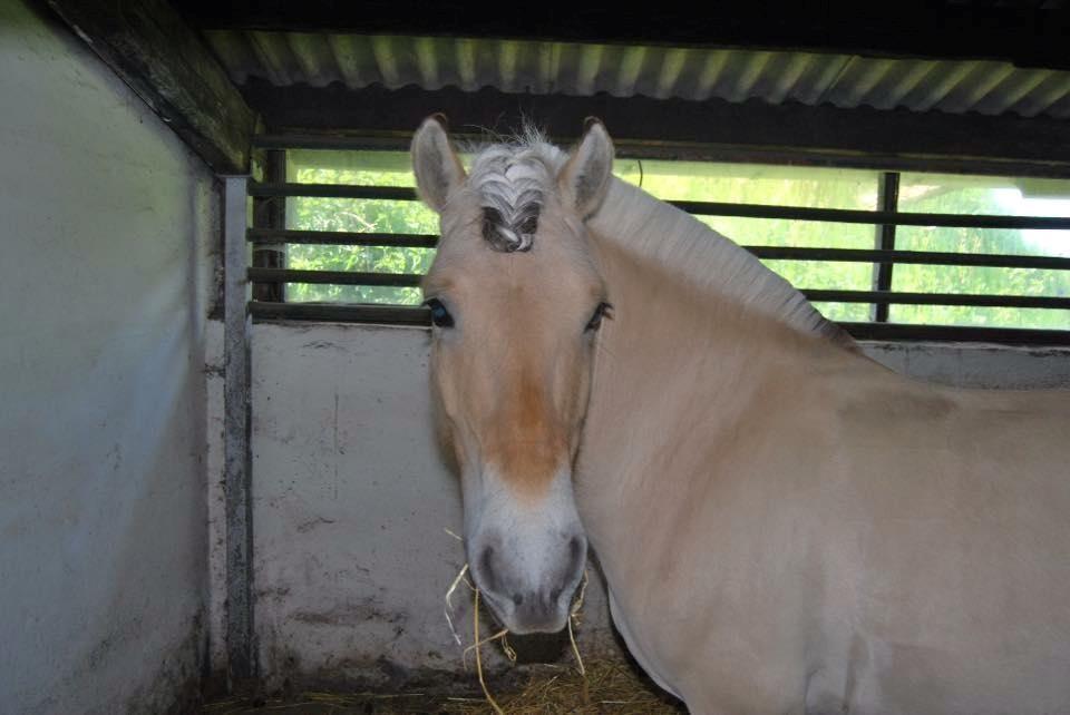 Fjordhest Sirocco billede 11