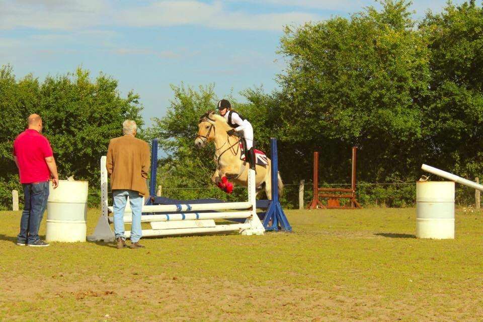 Fjordhest Sirocco billede 8