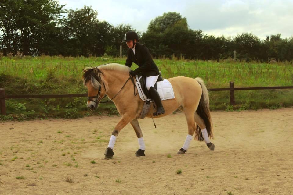 Fjordhest Sirocco billede 6