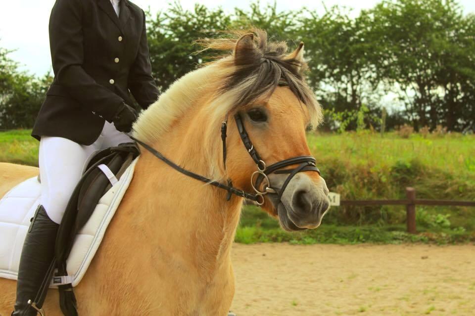 Fjordhest Sirocco - Vores første stævne sammen, Klubmesterskab på PMR :-) billede 3