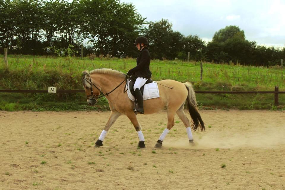 Fjordhest Sirocco billede 5