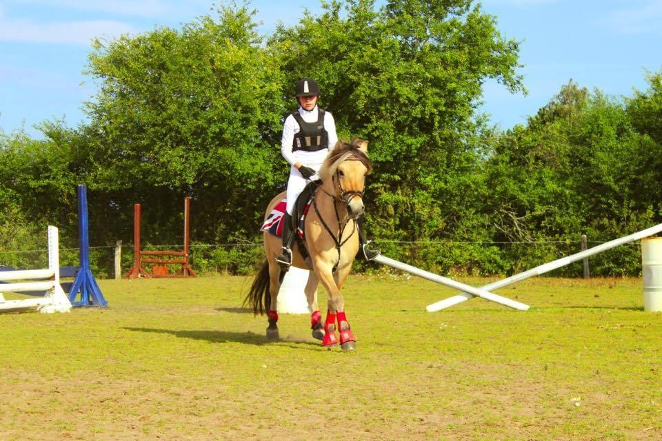 Fjordhest Sirocco billede 9