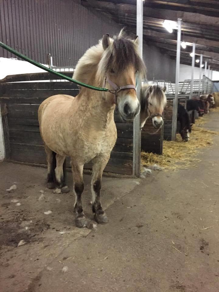 Fjordhest Sirocco - Sirocco og hendes mor Shadow. billede 10