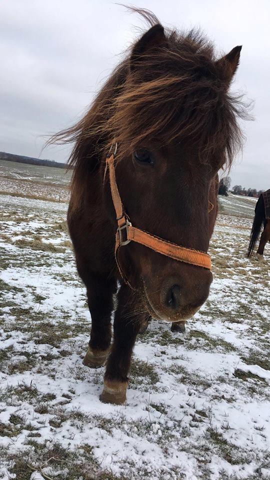 Shetlænder Pocahontas  - Eventyrhest <3 2017 billede 1