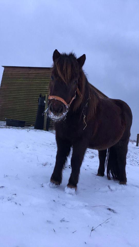 Shetlænder Pocahontas  - Sne kan også spises ;) 2017 billede 13