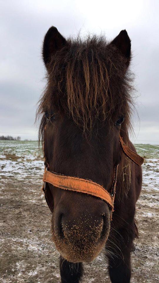 Shetlænder Pocahontas  billede 14