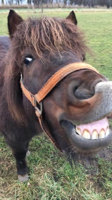 Shetlænder Pocahontas  billede 15