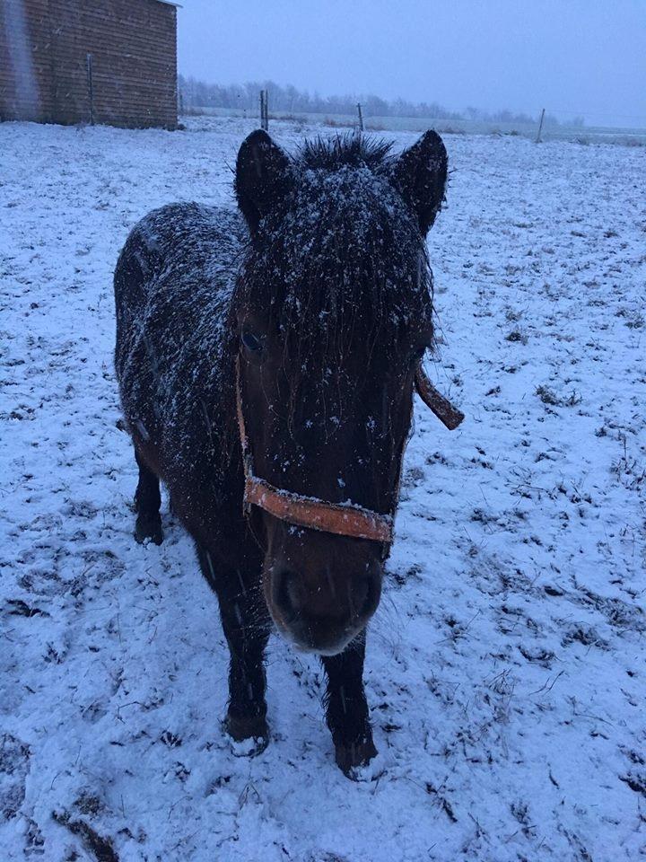 Shetlænder Pocahontas  - Dækket af al den sne 2017 billede 12