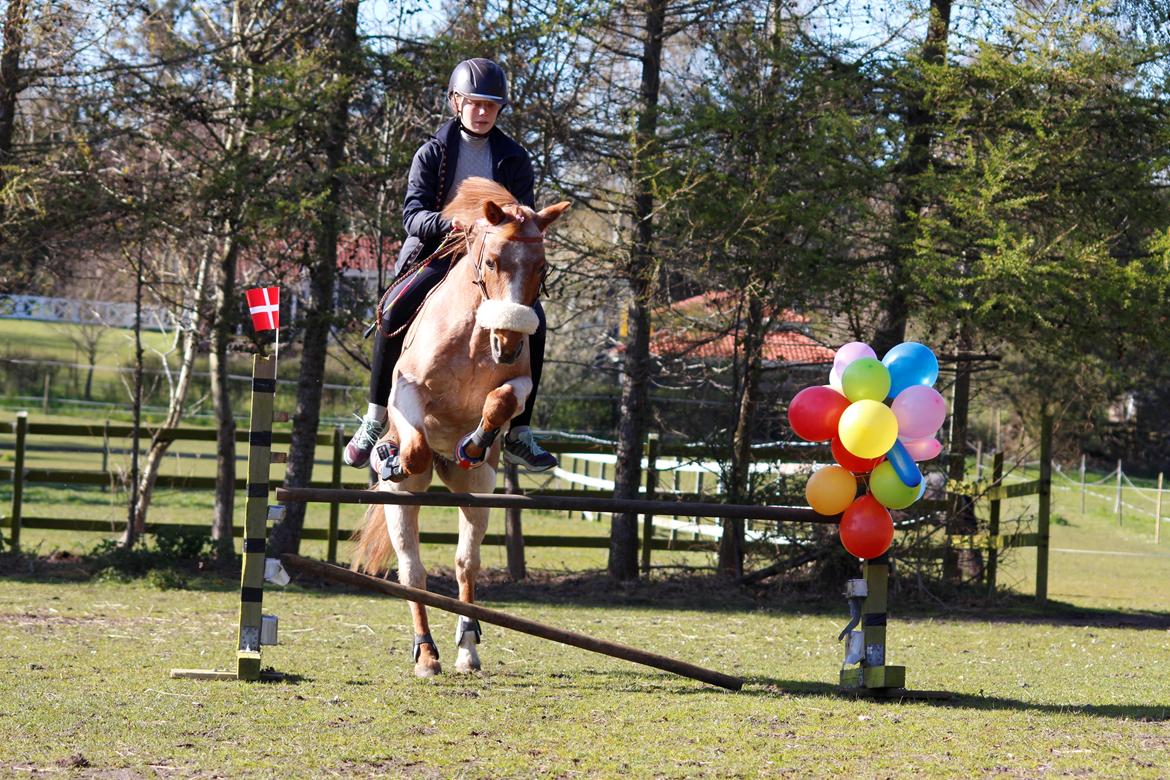 Hollandsk Sportspony Billy Boy - Fra hvores 2års dag<3 billede 4