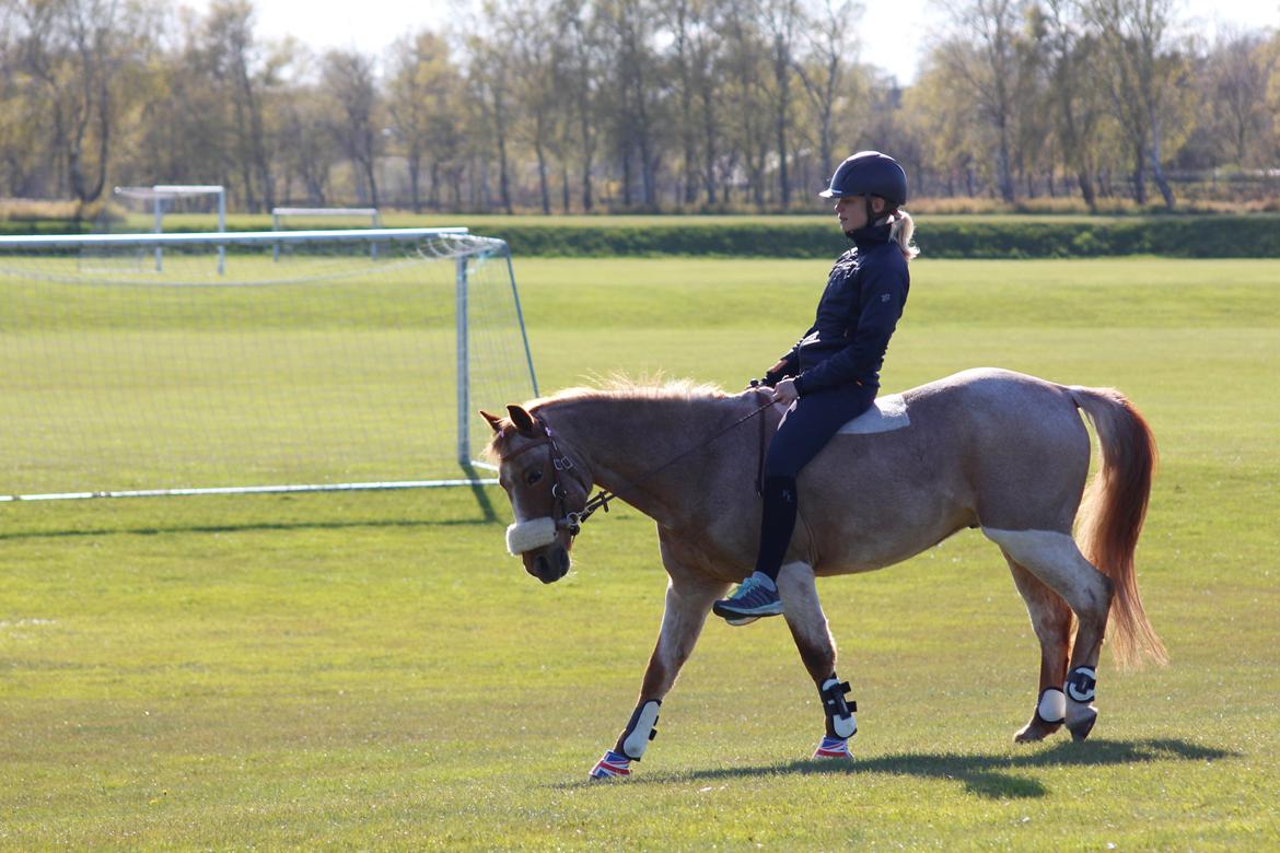 Hollandsk Sportspony Billy Boy billede 24