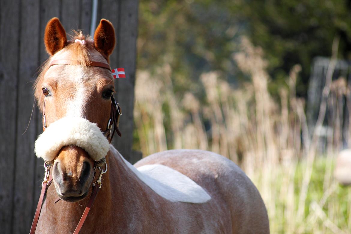 Hollandsk Sportspony Billy Boy - Fødselsdag<3 billede 25