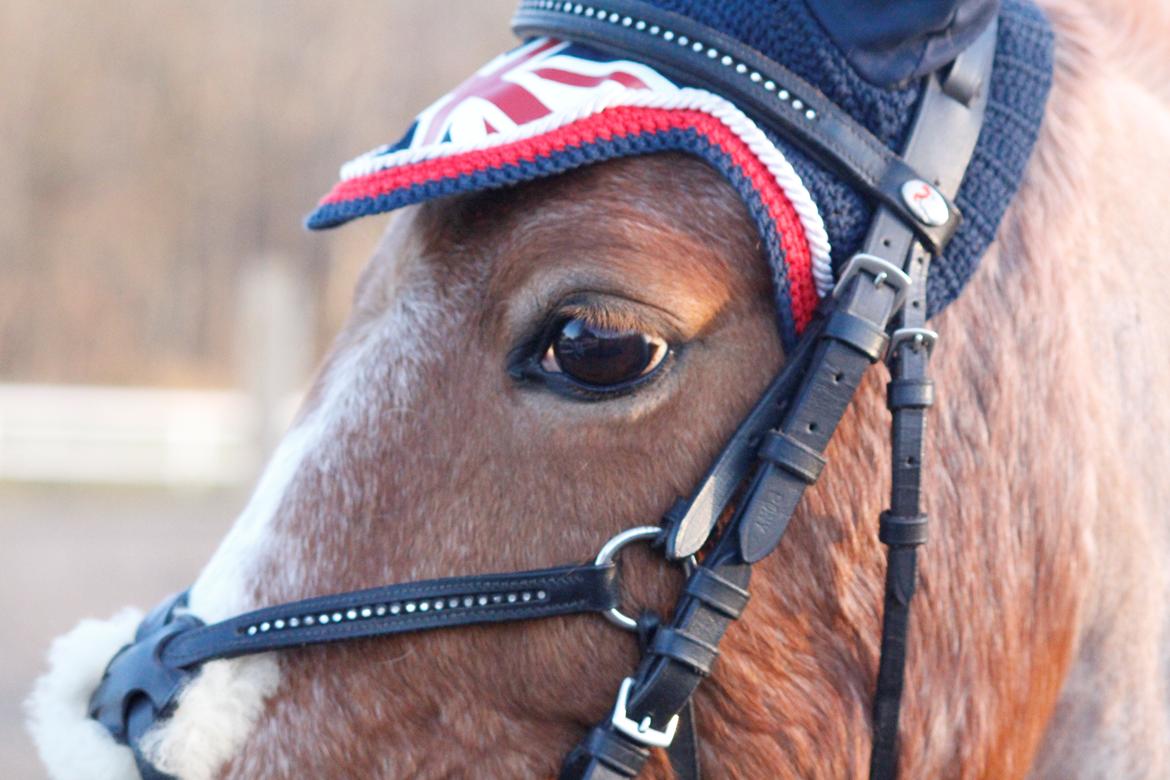 Hollandsk Sportspony Billy Boy billede 26