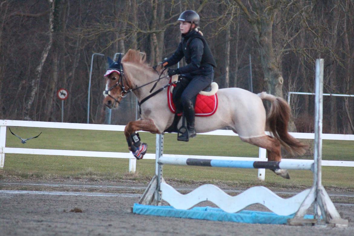 Hollandsk Sportspony Billy Boy - Springtræning<3 billede 27