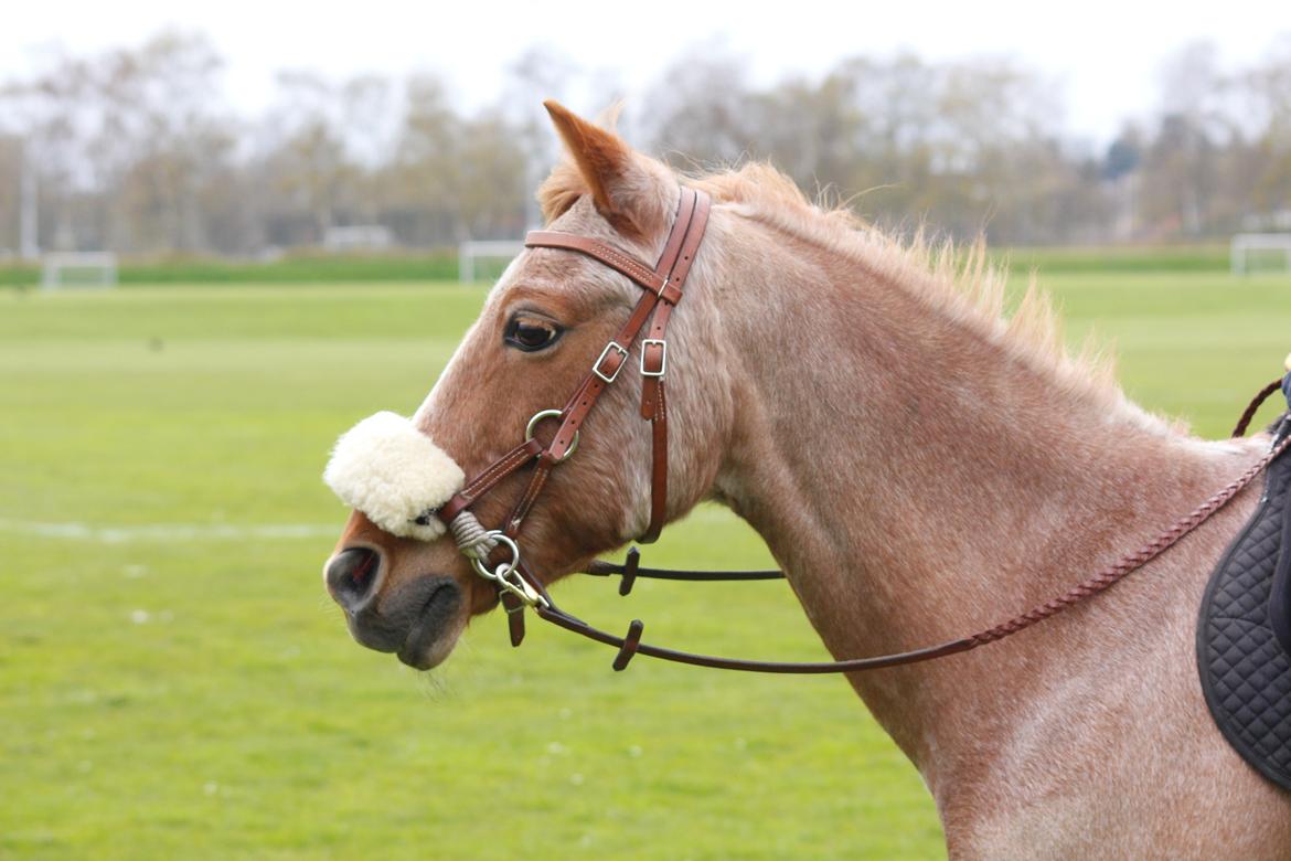 Hollandsk Sportspony Billy Boy billede 28