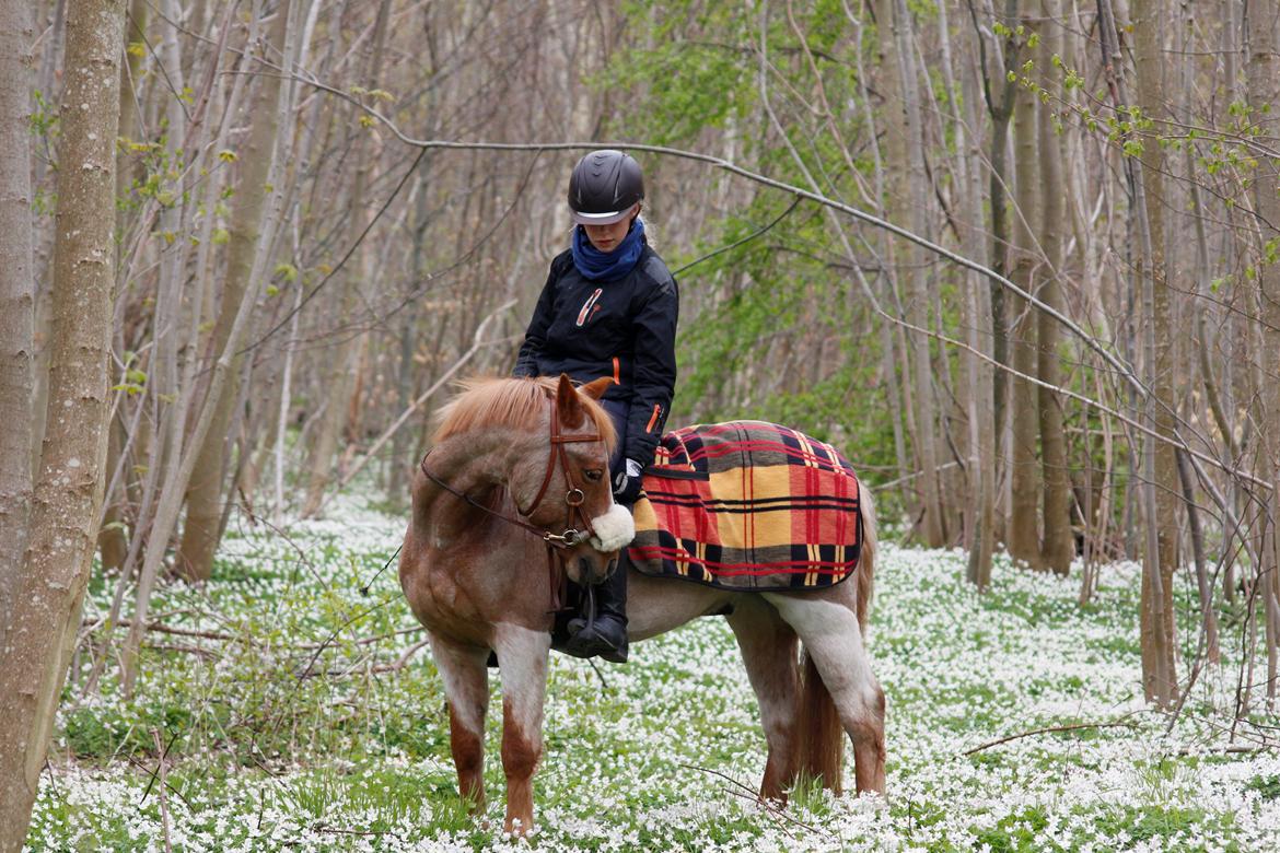 Hollandsk Sportspony Billy Boy - En skøn dag i anemonerne<3 billede 3