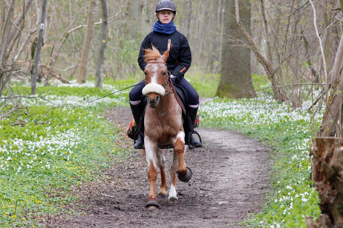 Hollandsk Sportspony Billy Boy - Fart på i skoven<3 billede 29