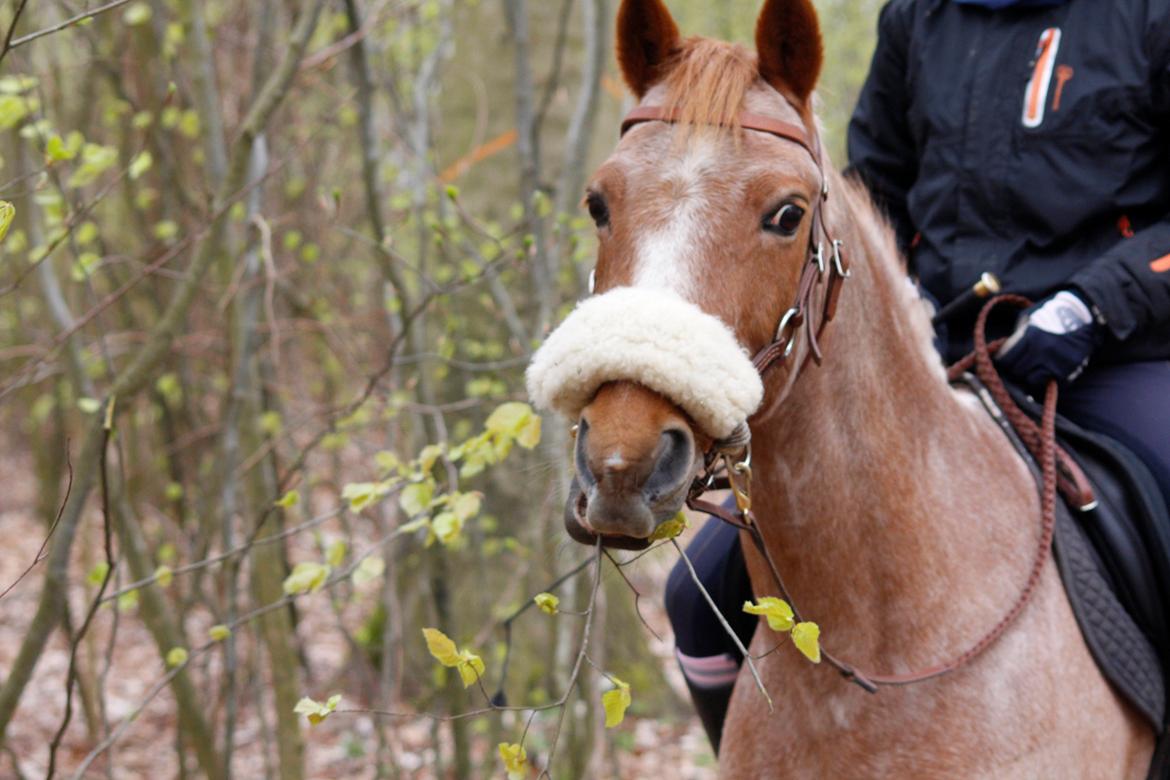 Hollandsk Sportspony Billy Boy - Mmm.. forårs blade! billede 31