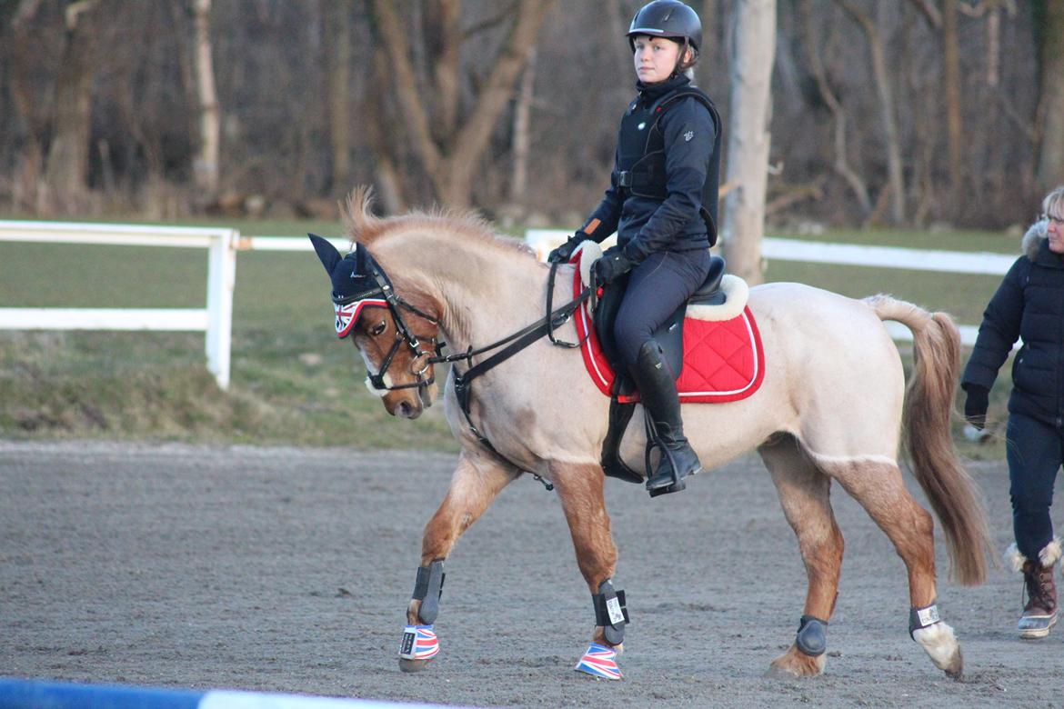 Hollandsk Sportspony Billy Boy billede 32