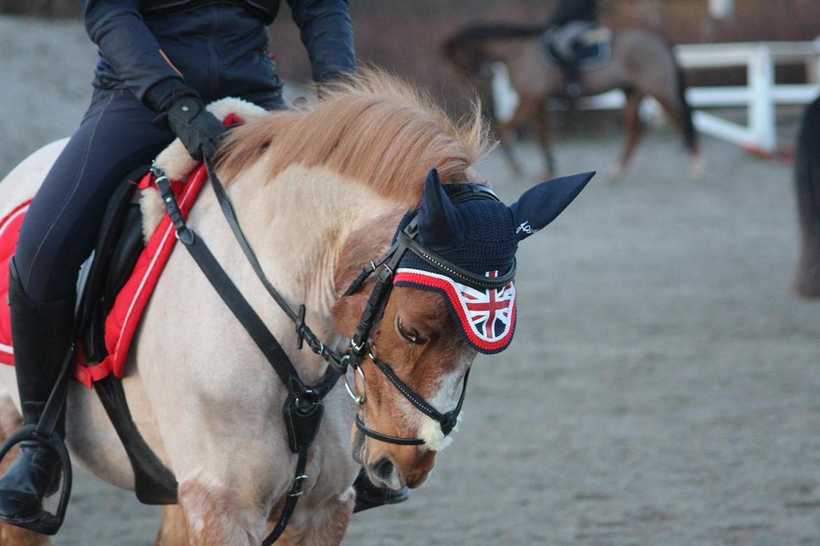 Hollandsk Sportspony Billy Boy - Til springtræning<3 billede 20