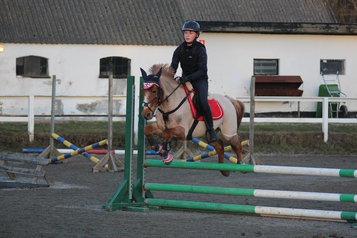 Hollandsk Sportspony Billy Boy billede 38