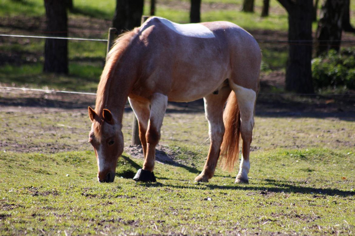 Hollandsk Sportspony Billy Boy billede 34