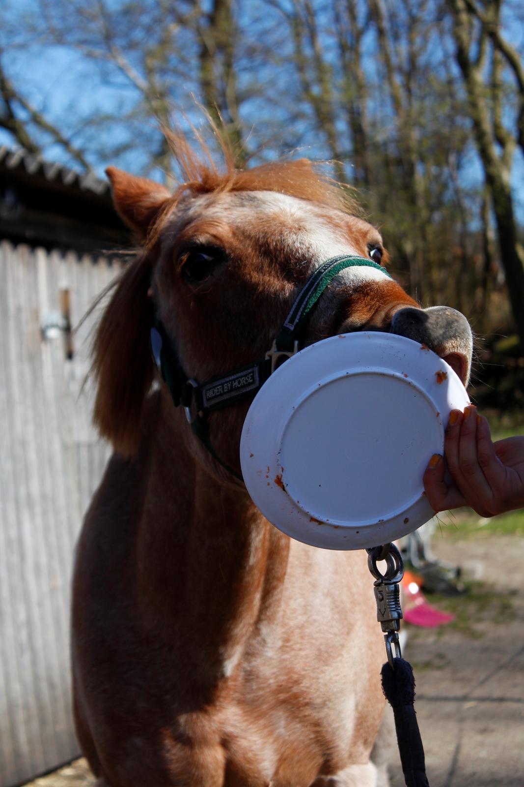 Hollandsk Sportspony Billy Boy - Fødselsdags KAGE!<3 billede 35