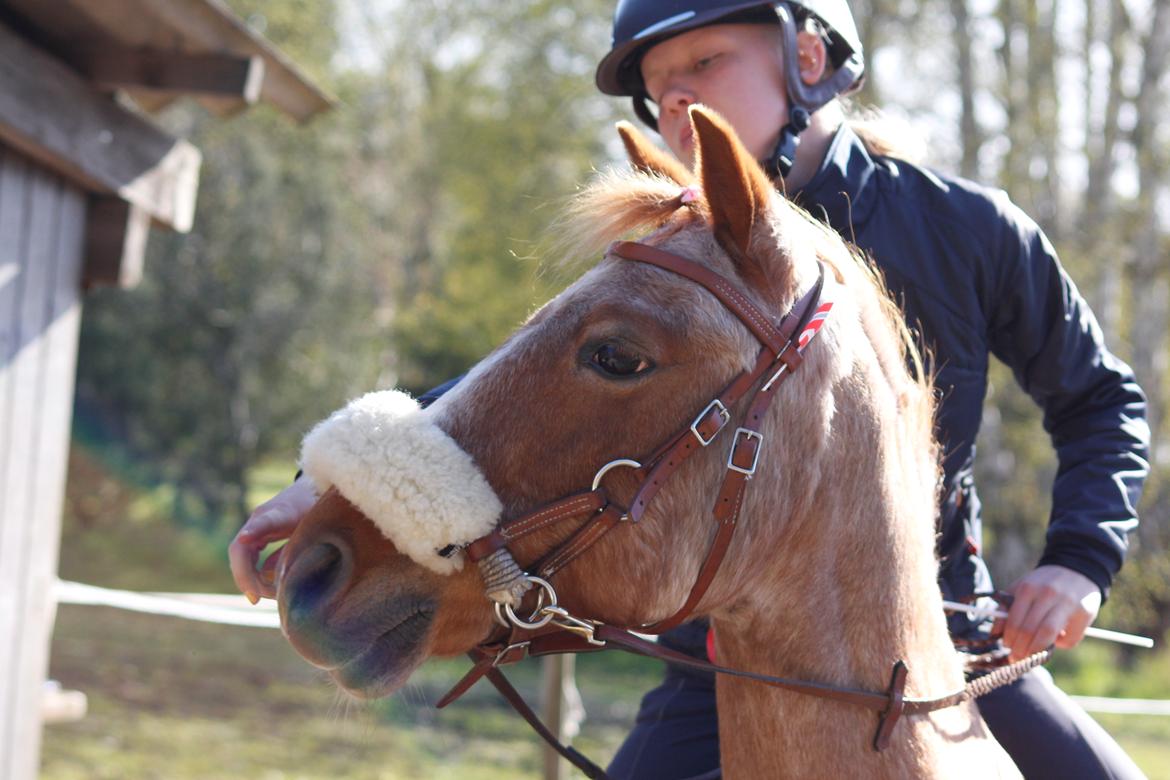 Hollandsk Sportspony Billy Boy billede 36