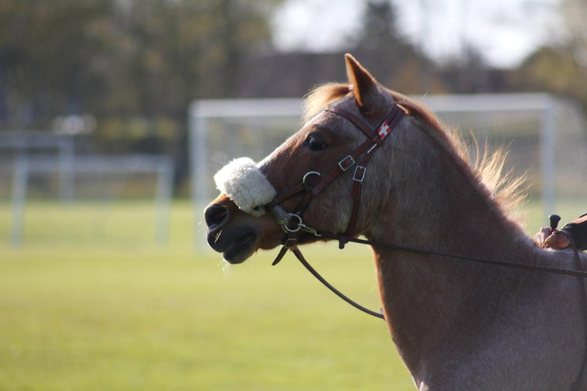 Hollandsk Sportspony Billy Boy - Velkommen til Billy´s profil<3 billede 1