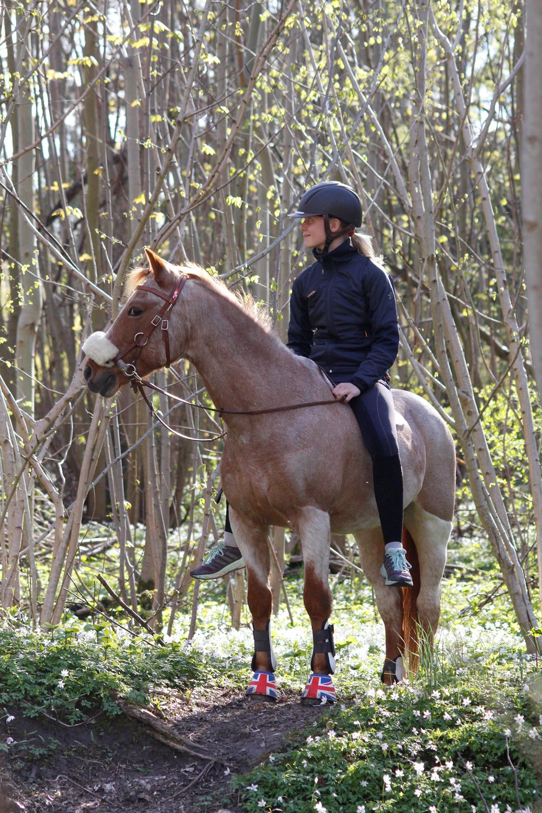 Hollandsk Sportspony Billy Boy billede 33