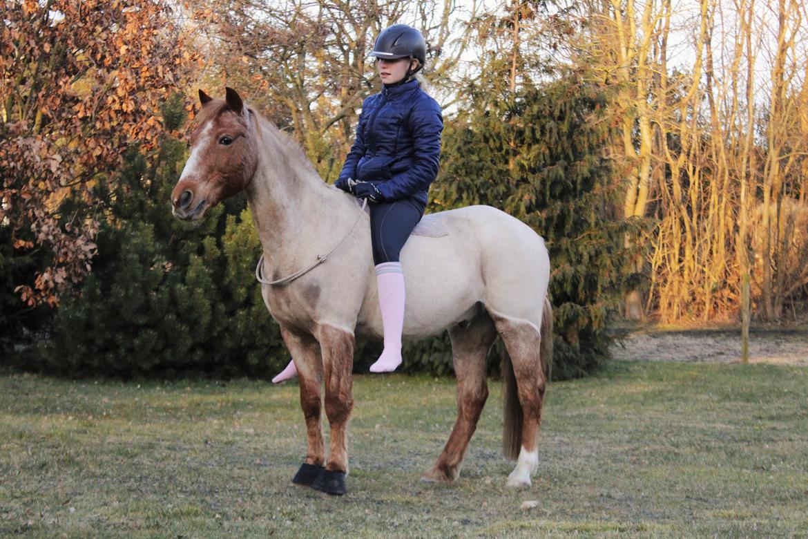 Hollandsk Sportspony Billy Boy - Smukke pony<3 billede 37
