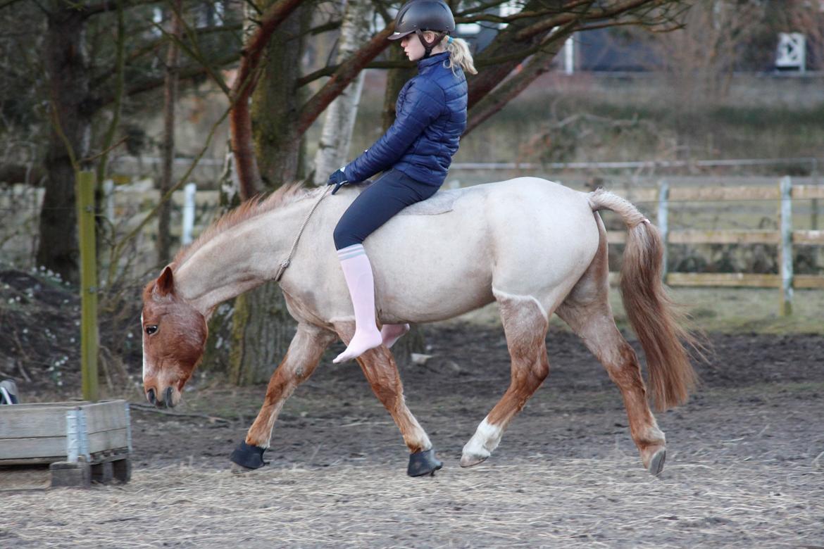 Hollandsk Sportspony Billy Boy - I cordeo<3 billede 9