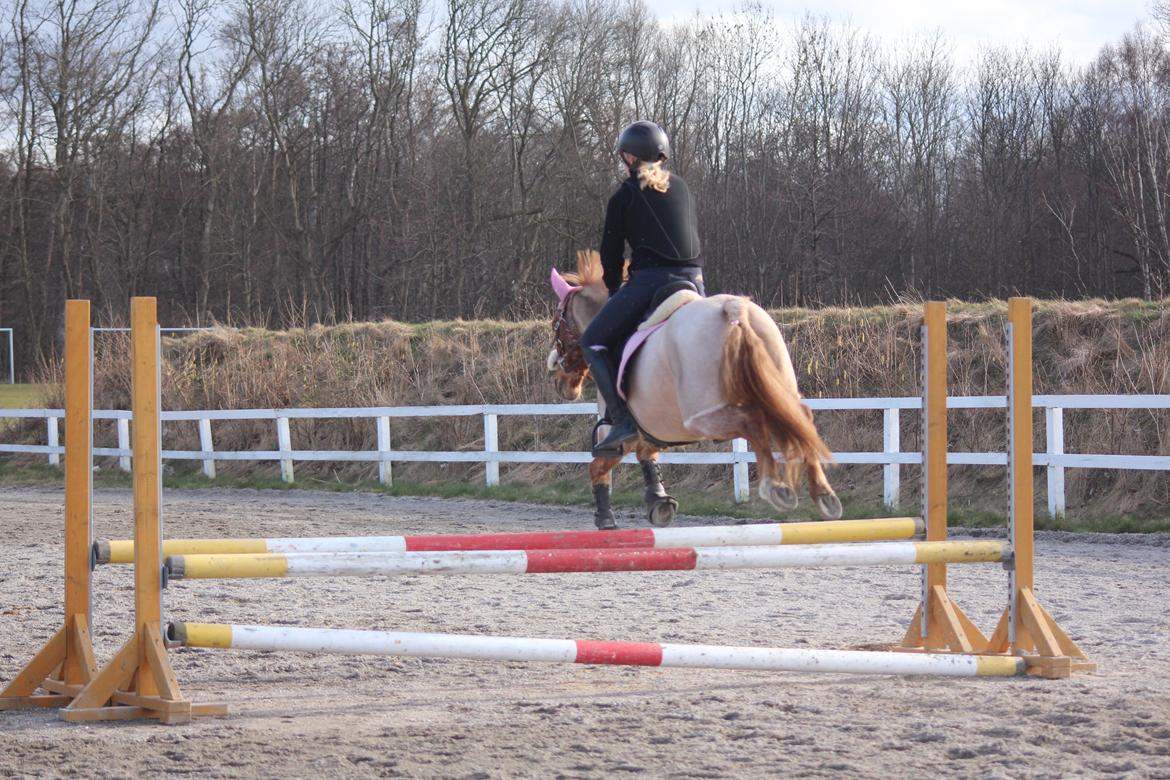 Hollandsk Sportspony Billy Boy billede 30