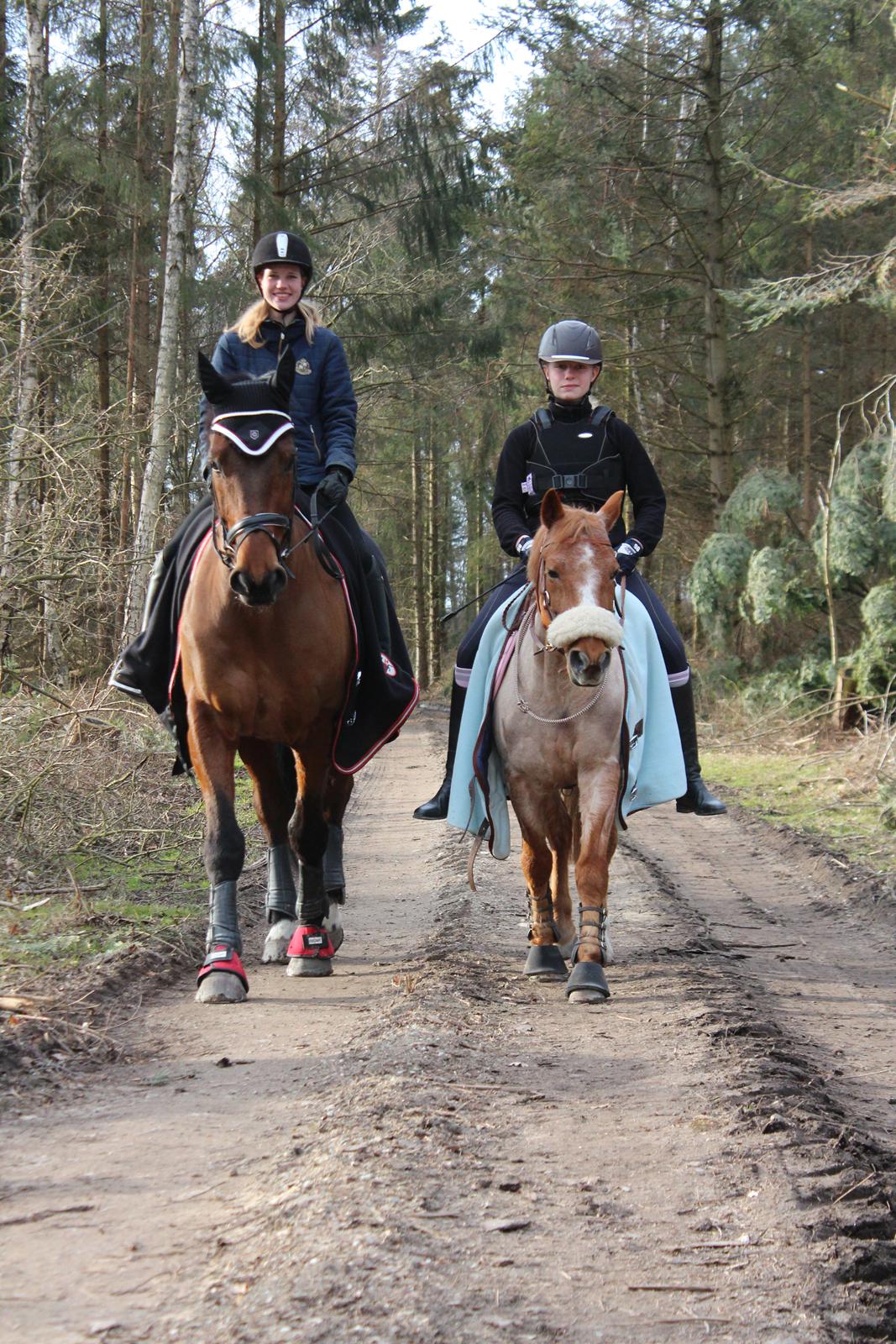 Hollandsk Sportspony Billy Boy - På tur med Maria & Comfort<33 billede 23