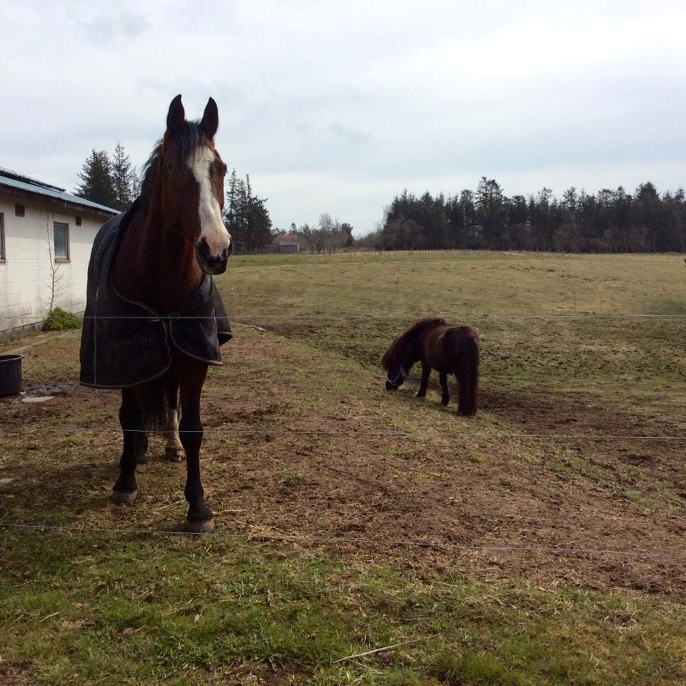 Shetlænder Lucky Of Nobility billede 9