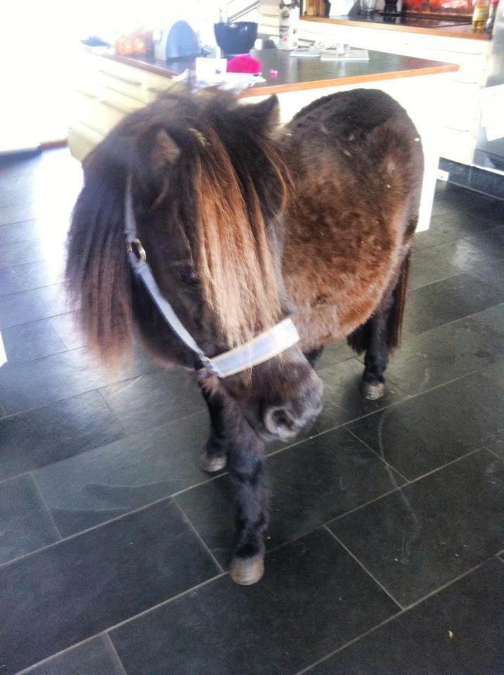 Shetlænder Lucky Of Nobility billede 4