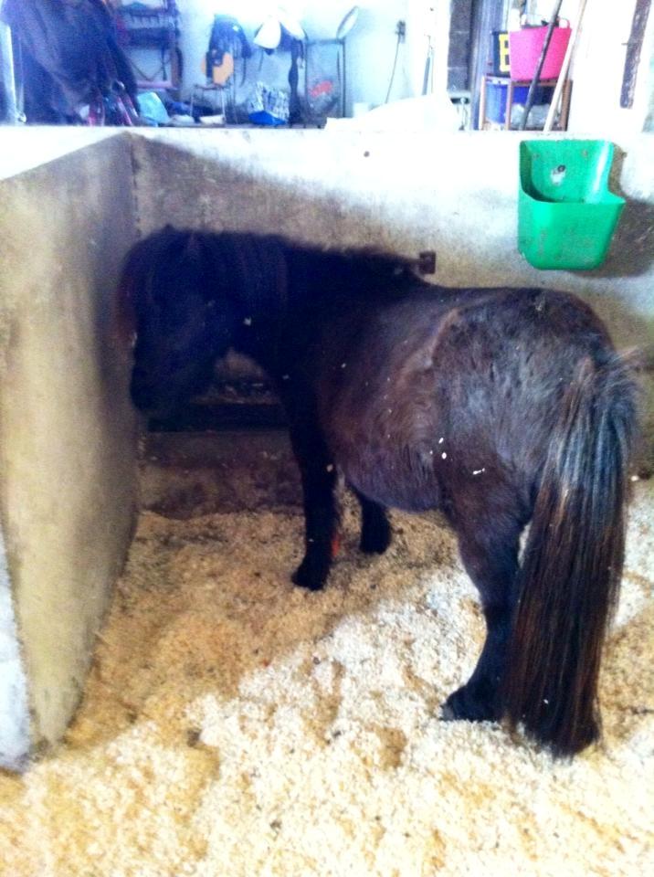 Shetlænder Lucky Of Nobility billede 12