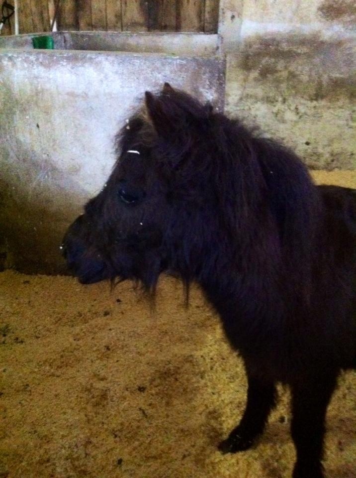 Shetlænder Lucky Of Nobility billede 14