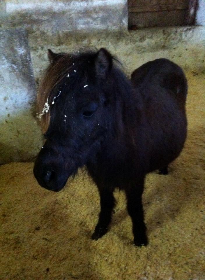 Shetlænder Lucky Of Nobility billede 15