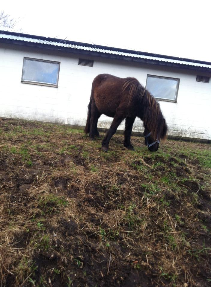 Shetlænder Lucky Of Nobility billede 16