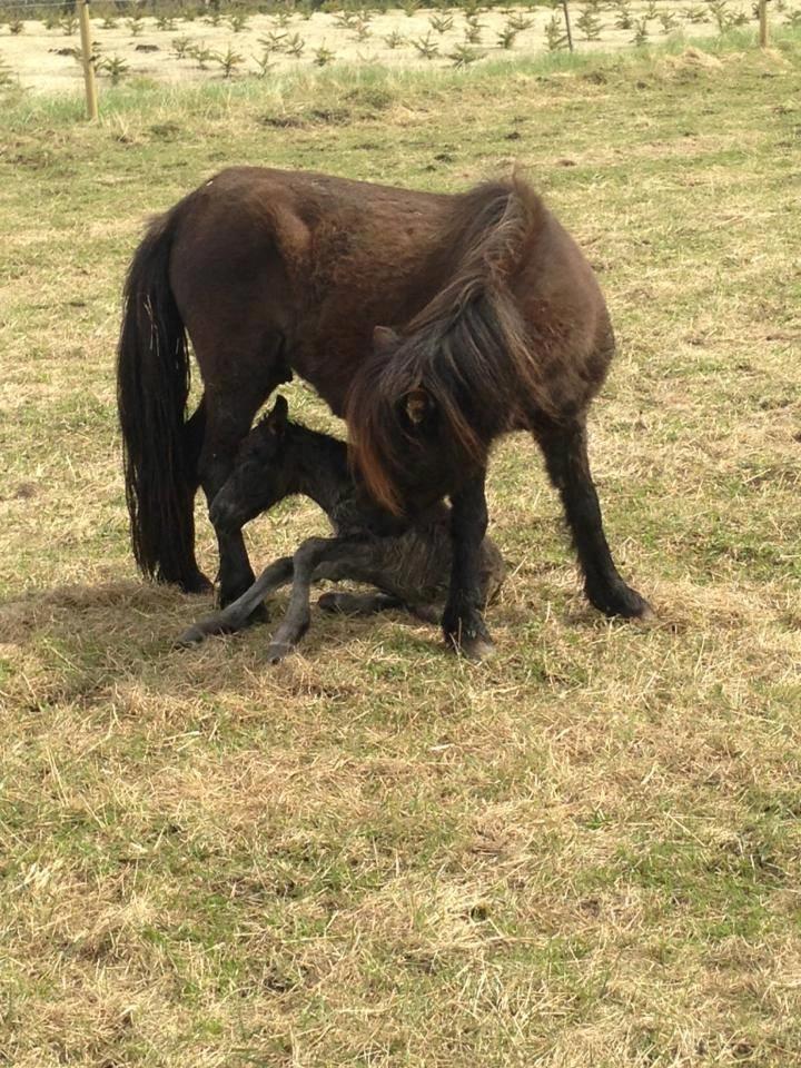 Shetlænder Lucky Of Nobility billede 8