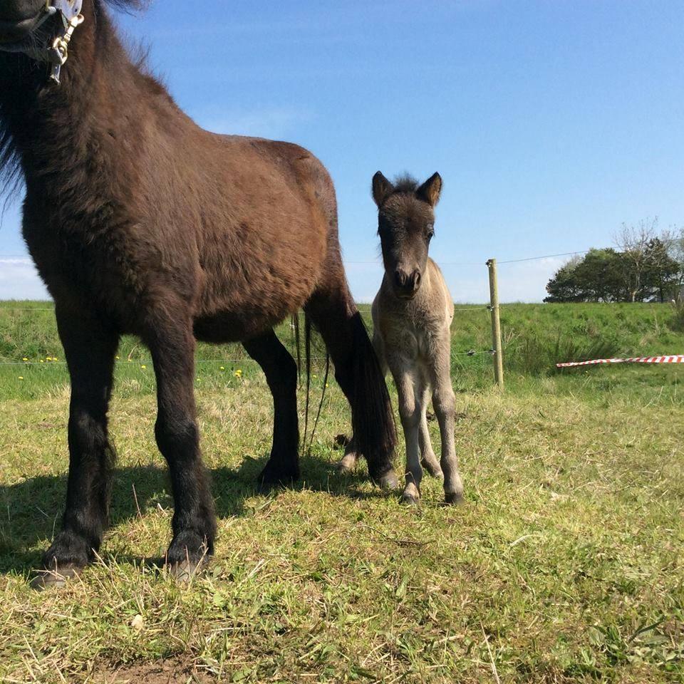 Shetlænder Lucky Of Nobility billede 6