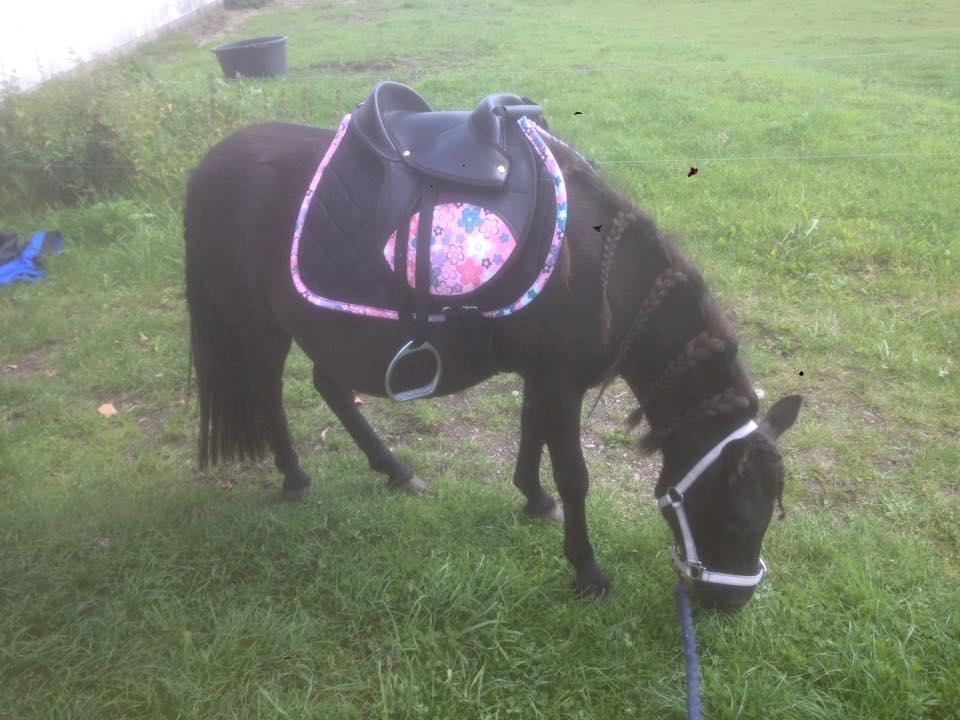 Shetlænder Lucky Of Nobility billede 5