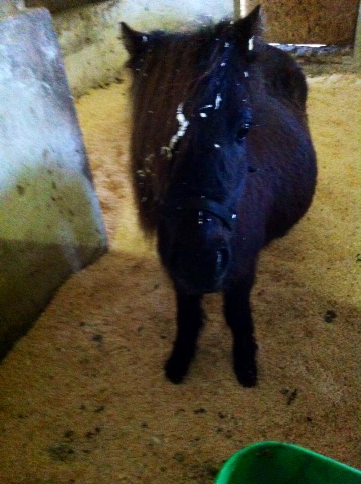 Shetlænder Lucky Of Nobility billede 13