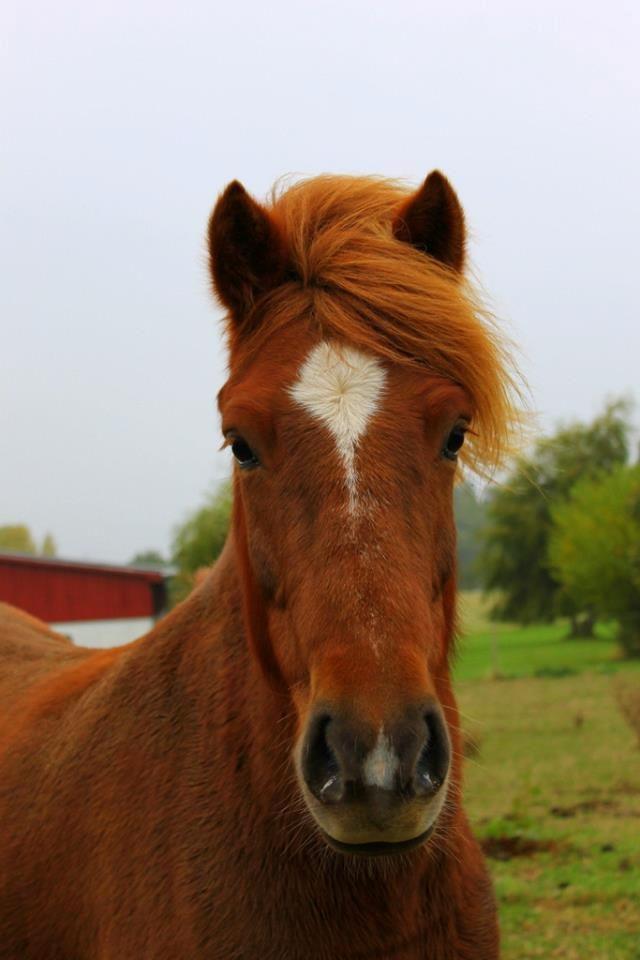 Islænder Glóblesa fra Stald Hovslag billede 36