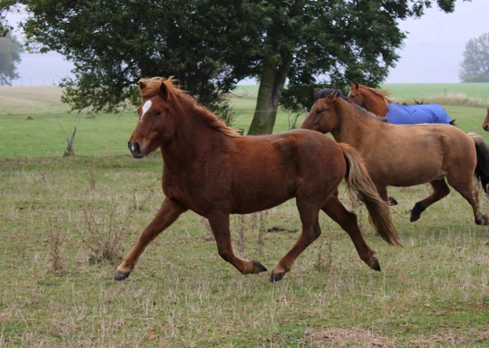 Islænder Glóblesa fra Stald Hovslag billede 22