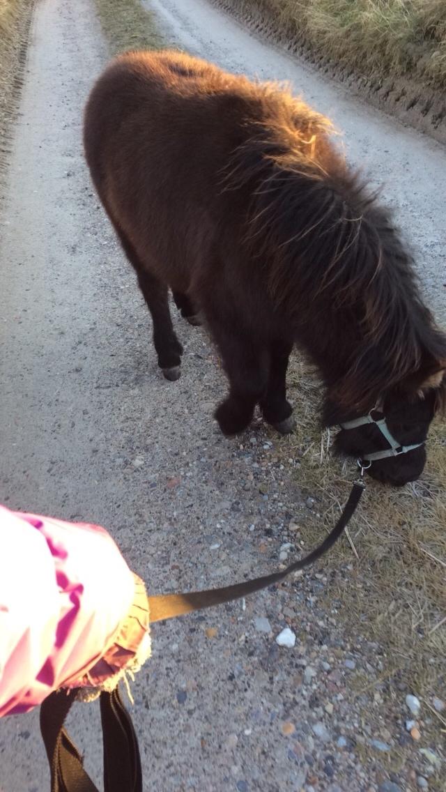 Shetlænder Donkey of Nobility (Laban) billede 12