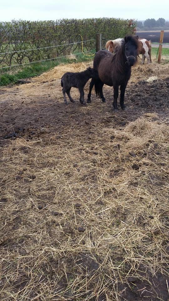 Shetlænder Donkey Of Nobility billede 4
