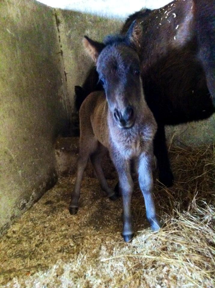 Shetlænder Donkey Of Nobility billede 5